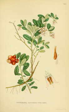 Image of lingonberry