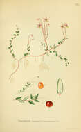 红莓苔子的圖片