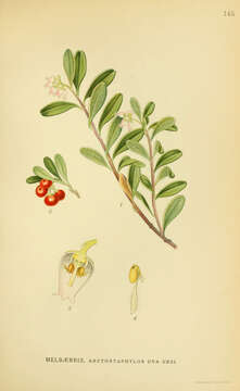 Image of bearberry