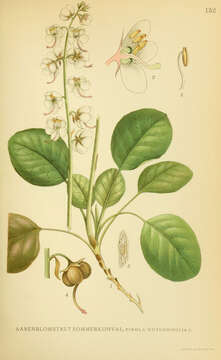 Image of round-leaved wintergreen