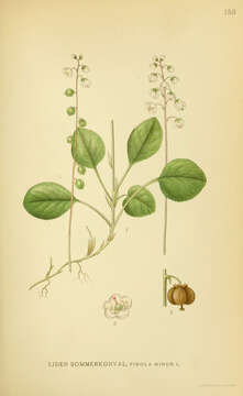 Image of common wintergreen