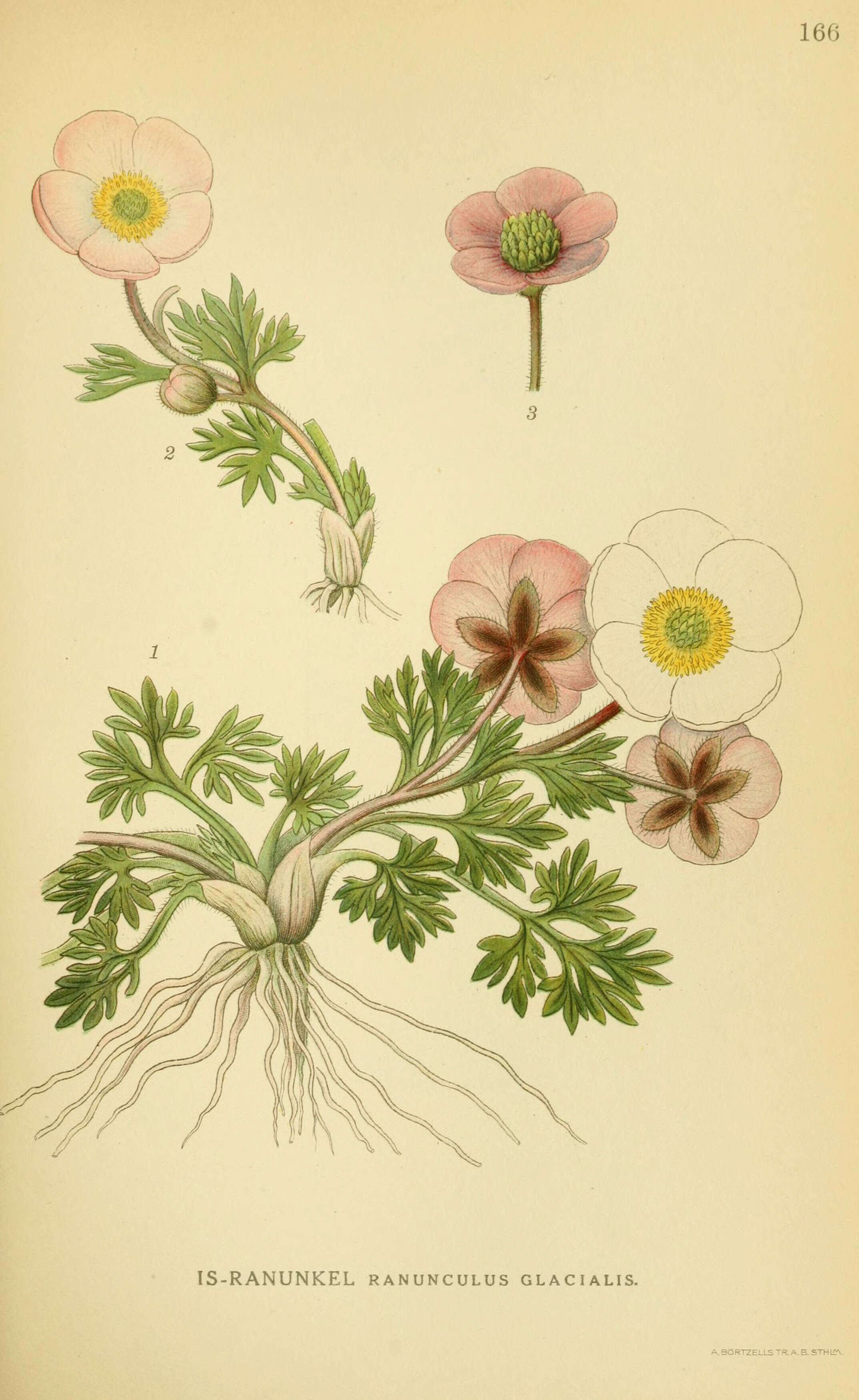 Image of Glacier Pink Buttercup