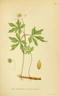 Image of European thimbleweed