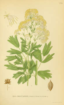 Image of common meadow-rue