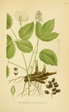 Image of Baneberry