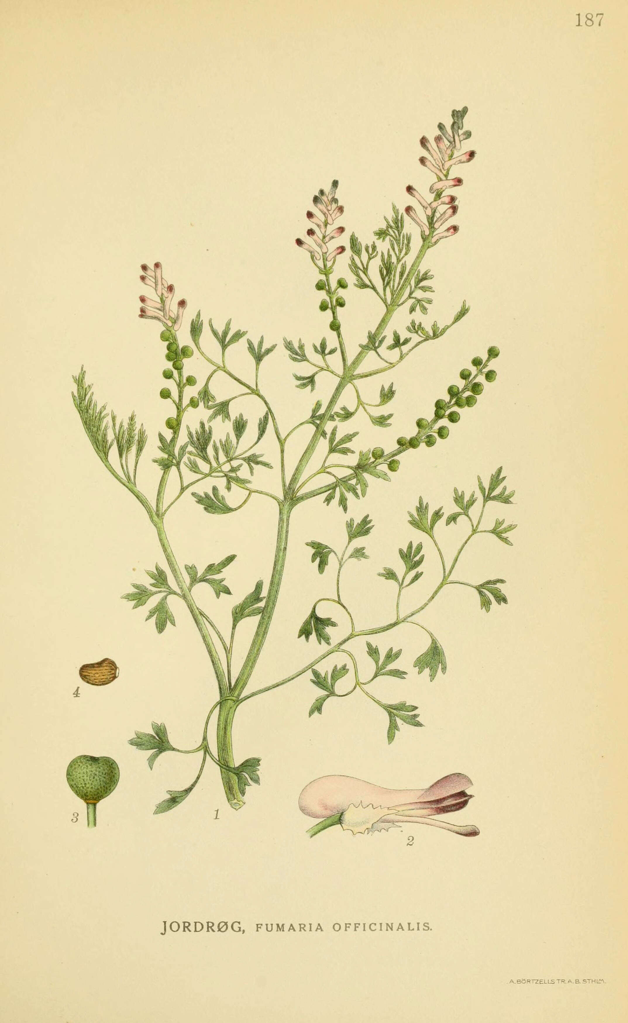 Image of Common Fumitory