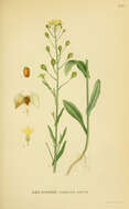 Imagem de Camelina sativa (L.) Crantz