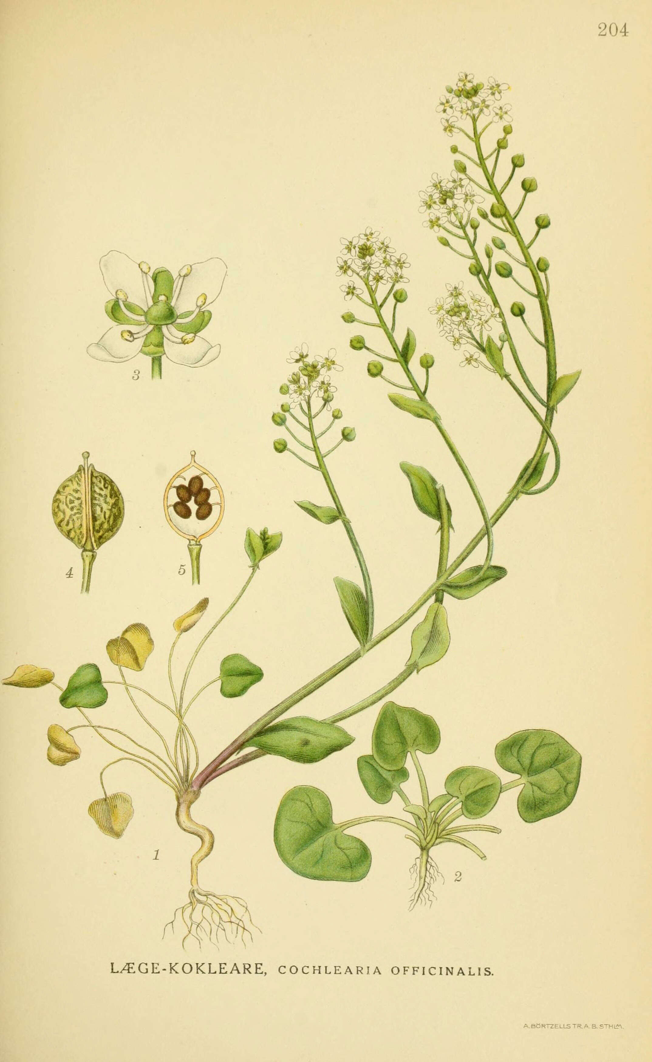 Image of Common Scurvygrass