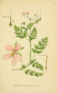 Image of Common Stork's-bill