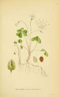 Image of Wood-sorrel