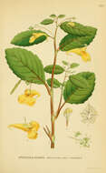 Image of Jewelweed