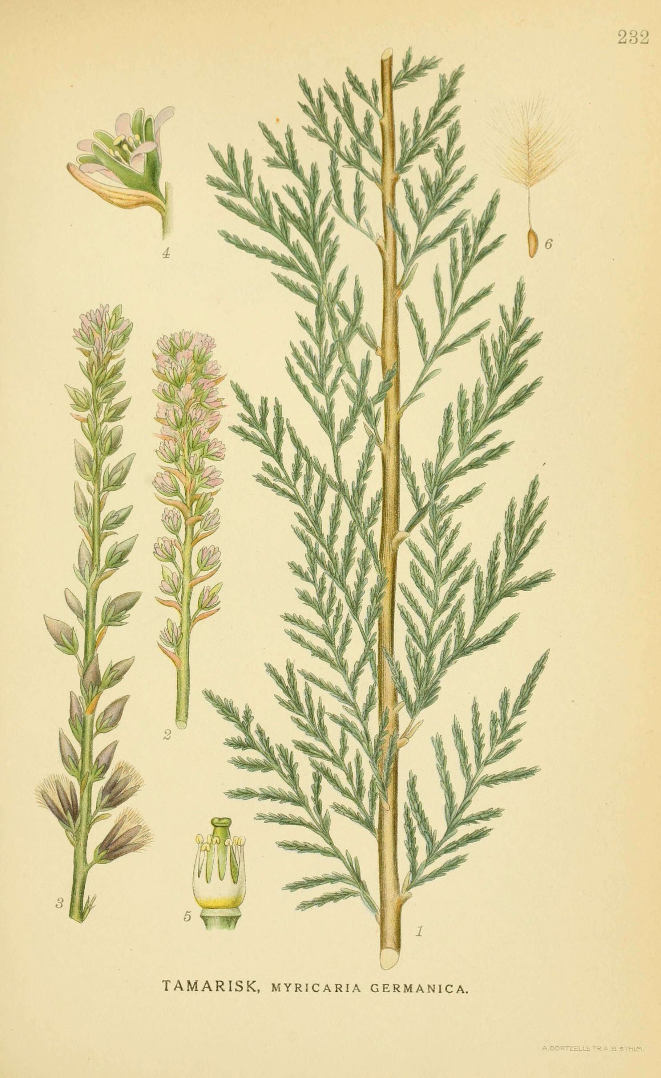 Image of German Tamarisk