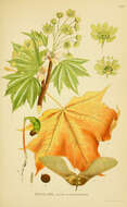 Image of Norway Maple