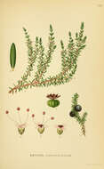 Image of black crowberry