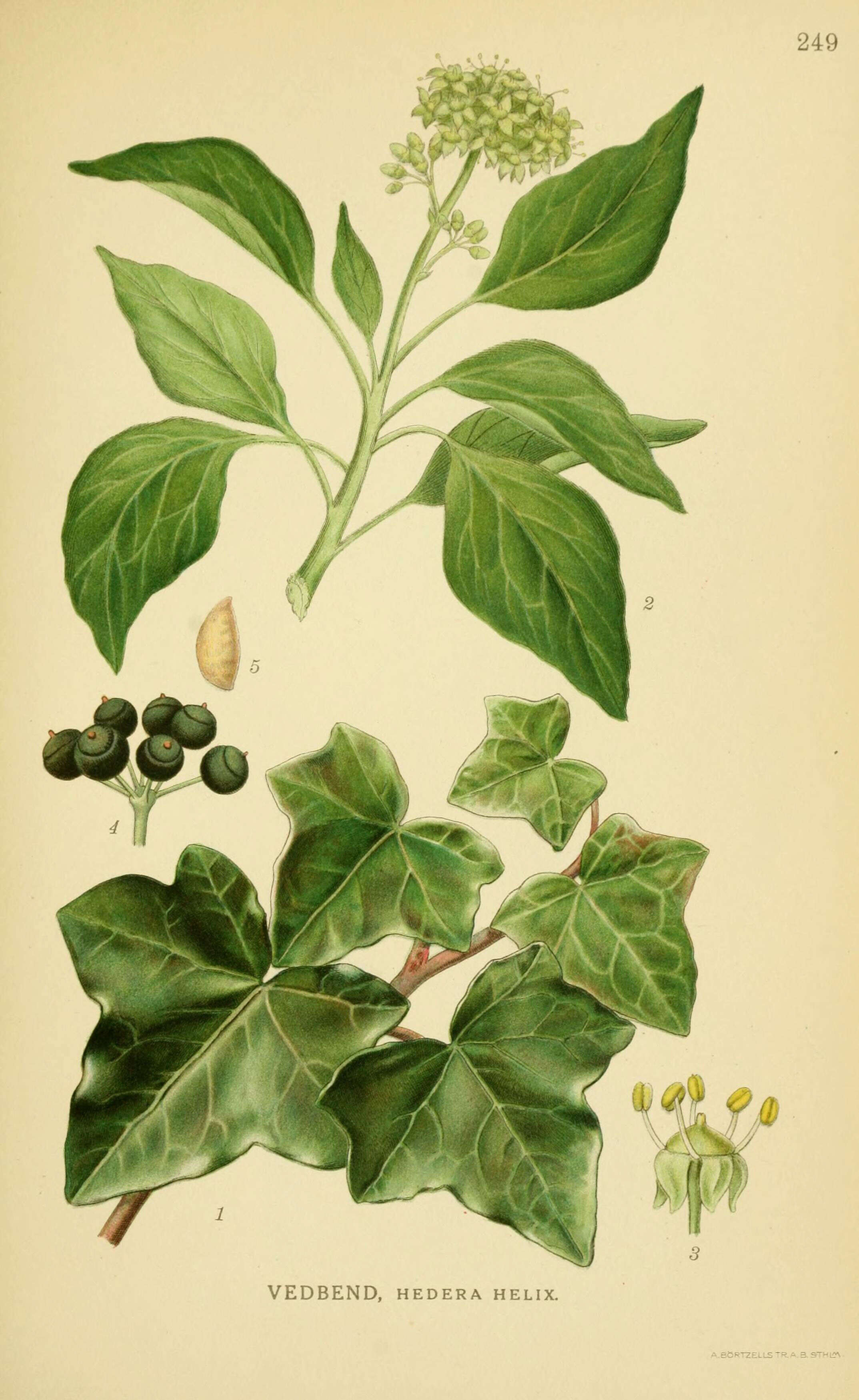 Image of English ivy