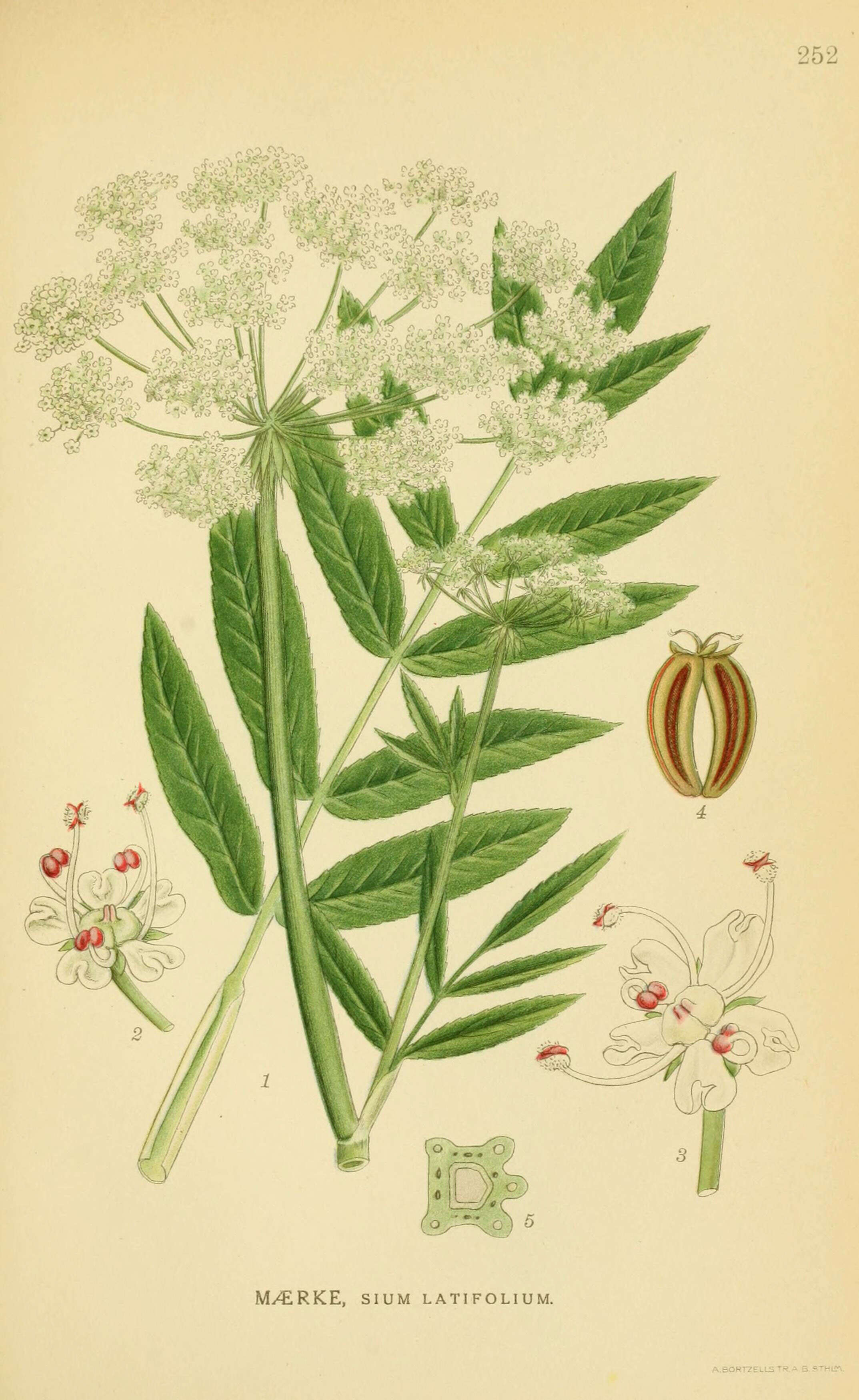 Слика од Sium latifolium L.