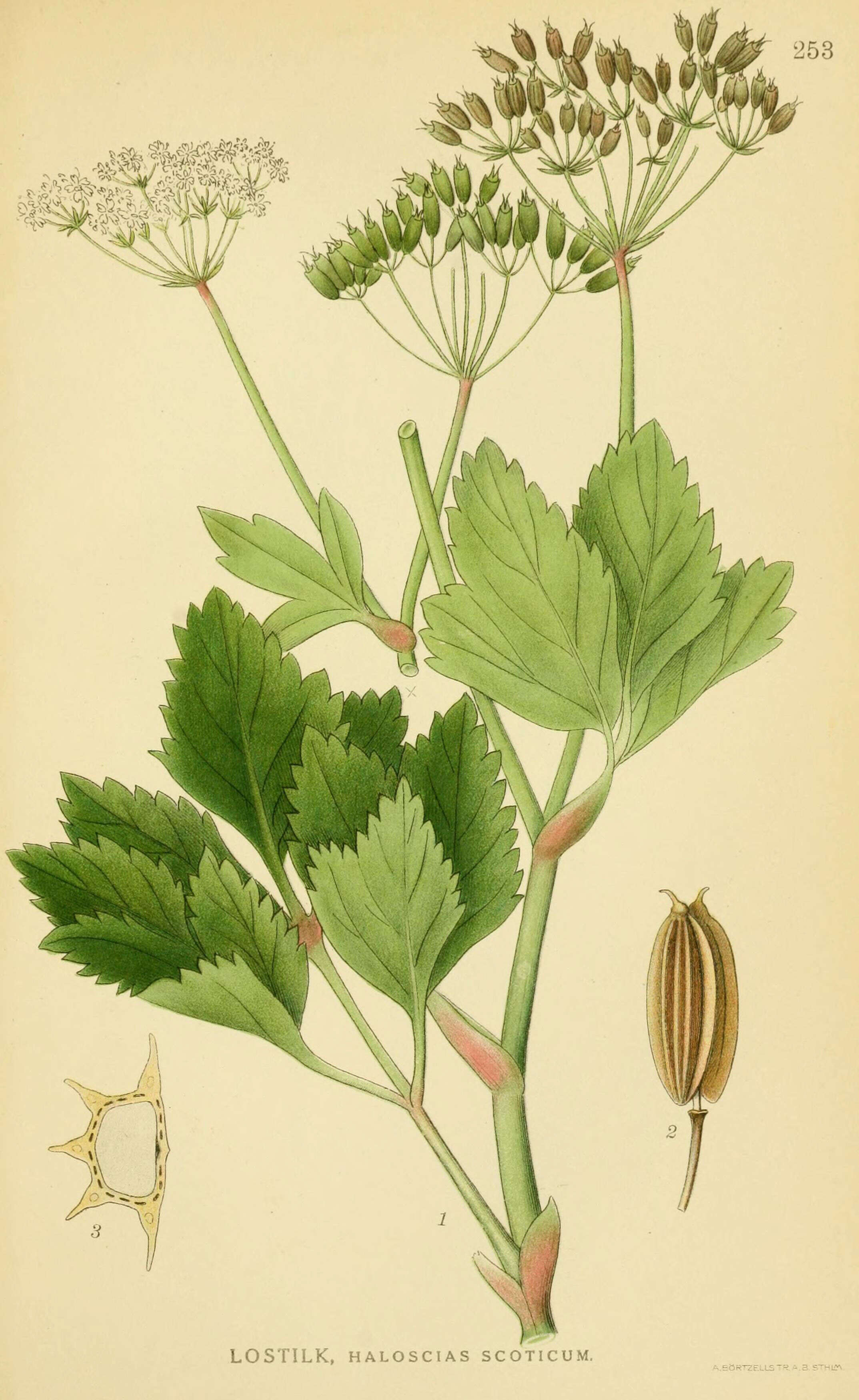 Imagem de Ligusticum scoticum L.