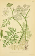 Image of Fine-leaved Water-dropwort