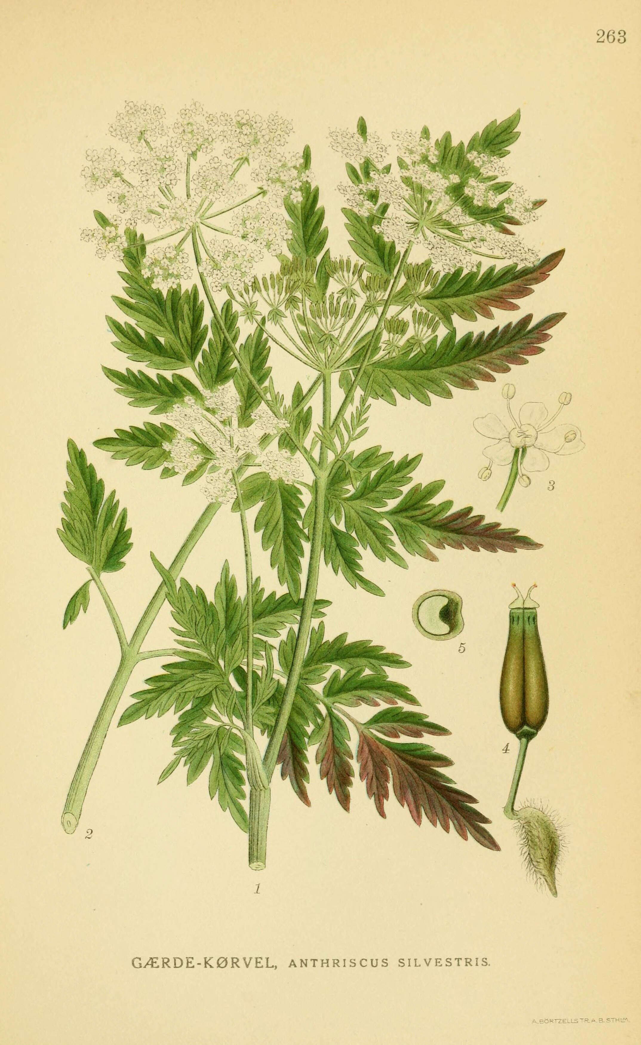 Image of Cow Parsley