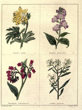 Image of Corydalis nobilis (L.) Pers.