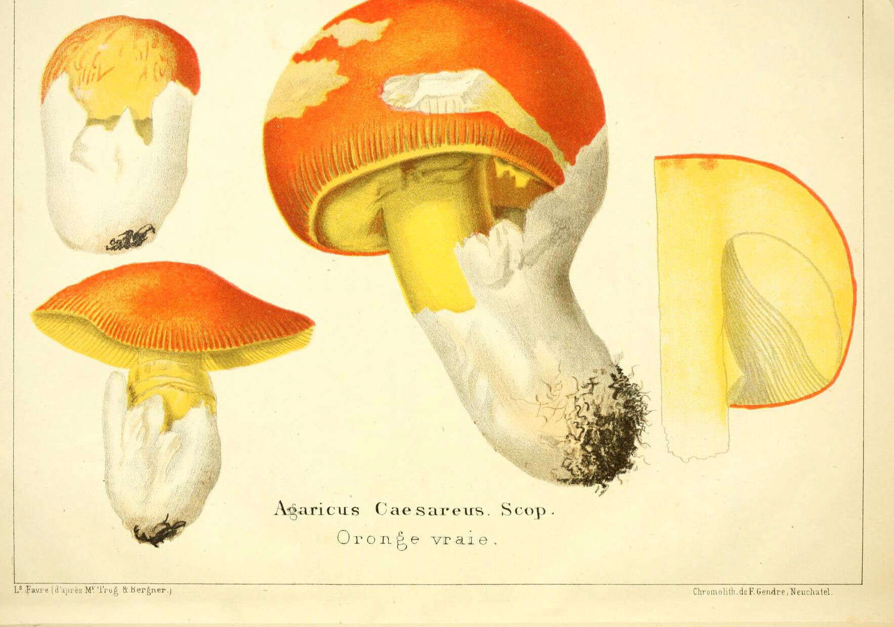 Image of Caesar's Mushroom