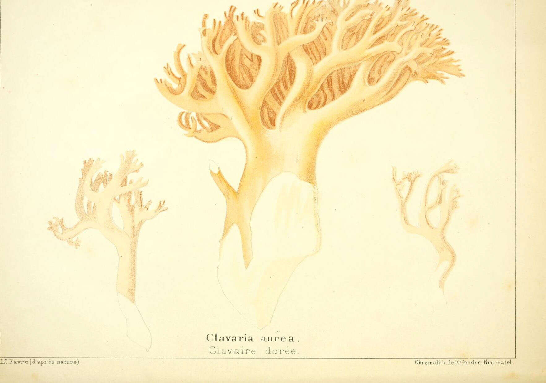 Image of Ramaria aurea (Schaeff.) Quél. 1888