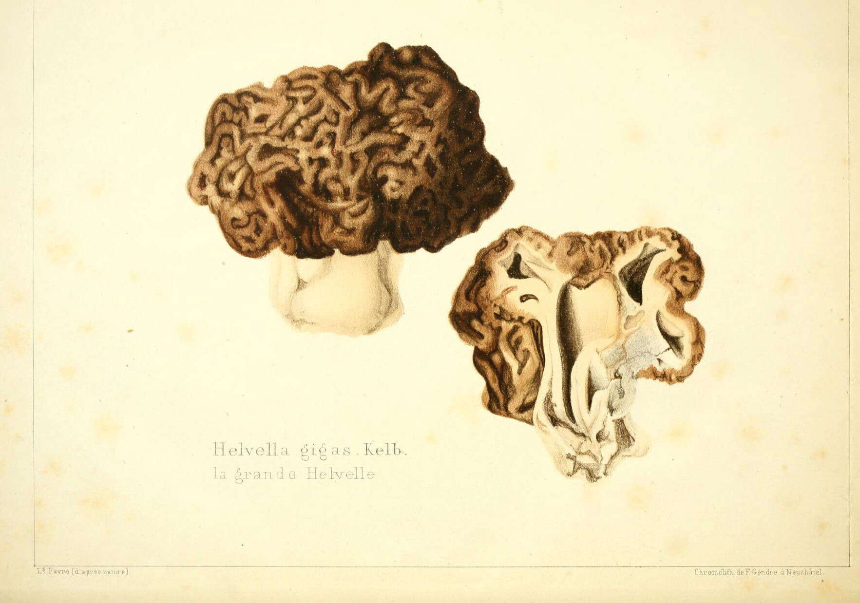 Image of bull-nose false morel