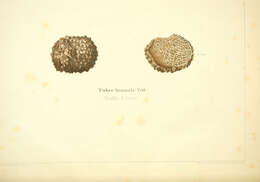 Image of Tuber brumale Vittad. 1831