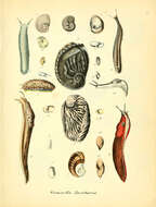 Image de Stomatellinae Gray 1840