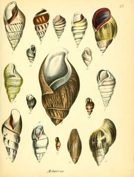 Image of Achatina Lamarck 1799