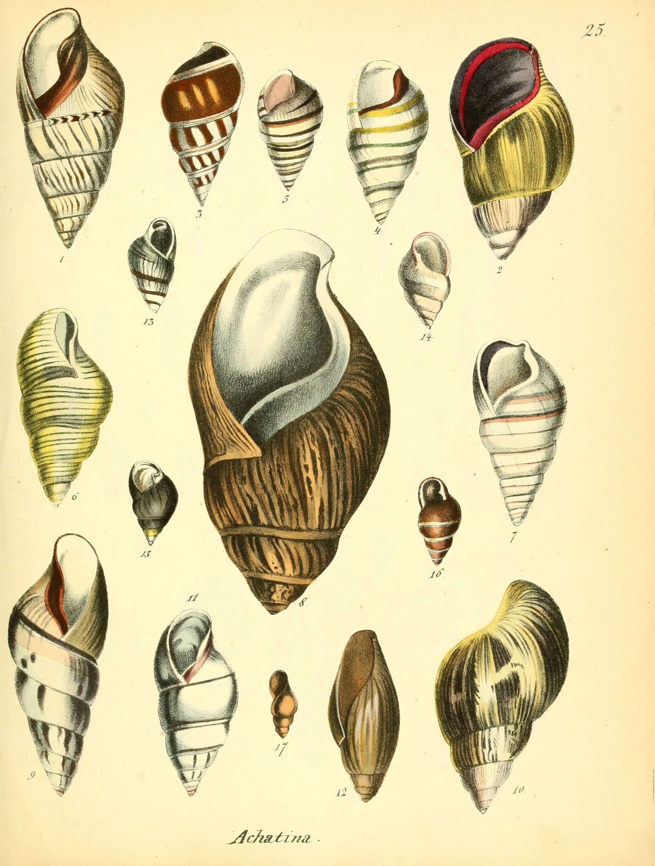 Image of Achatina Lamarck 1799