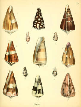 Image of cone snails