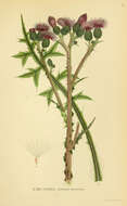 Cirsium palustre (L.) Scop. resmi