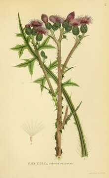 Imagem de Cirsium palustre (L.) Scop.