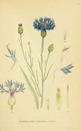 Image of Garden Cornflower