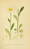Image of Oxeye Daisy