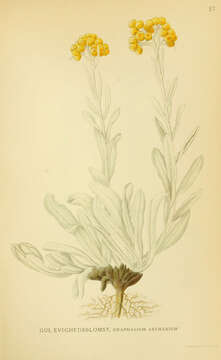 Helichrysum arenarium (L.) Moench resmi