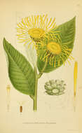 Inula helenium L. resmi