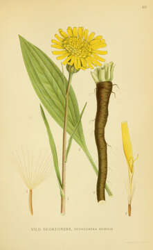 Scorzonera humilis L. resmi