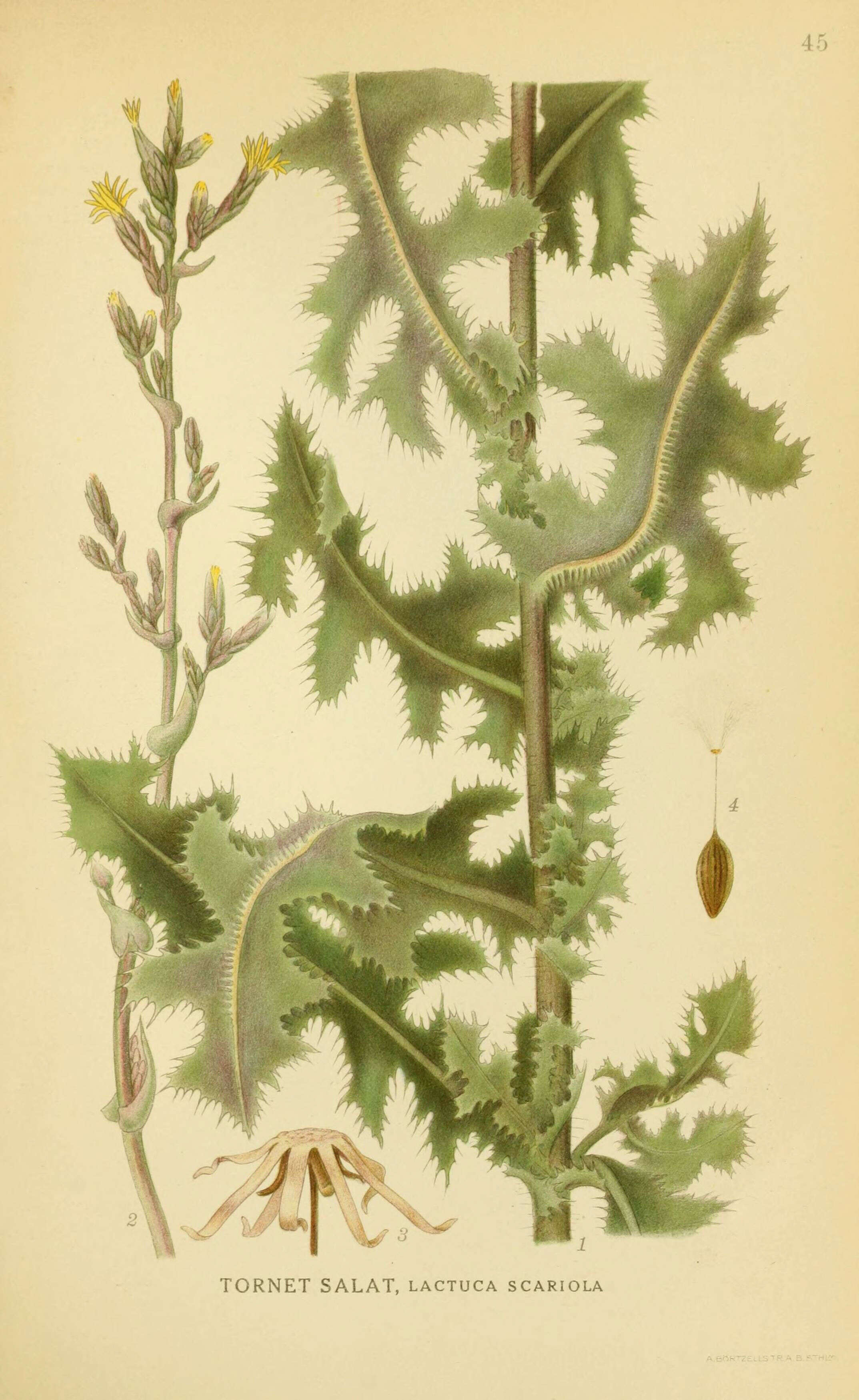 Image of prickly lettuce