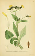 Image of common sowthistle