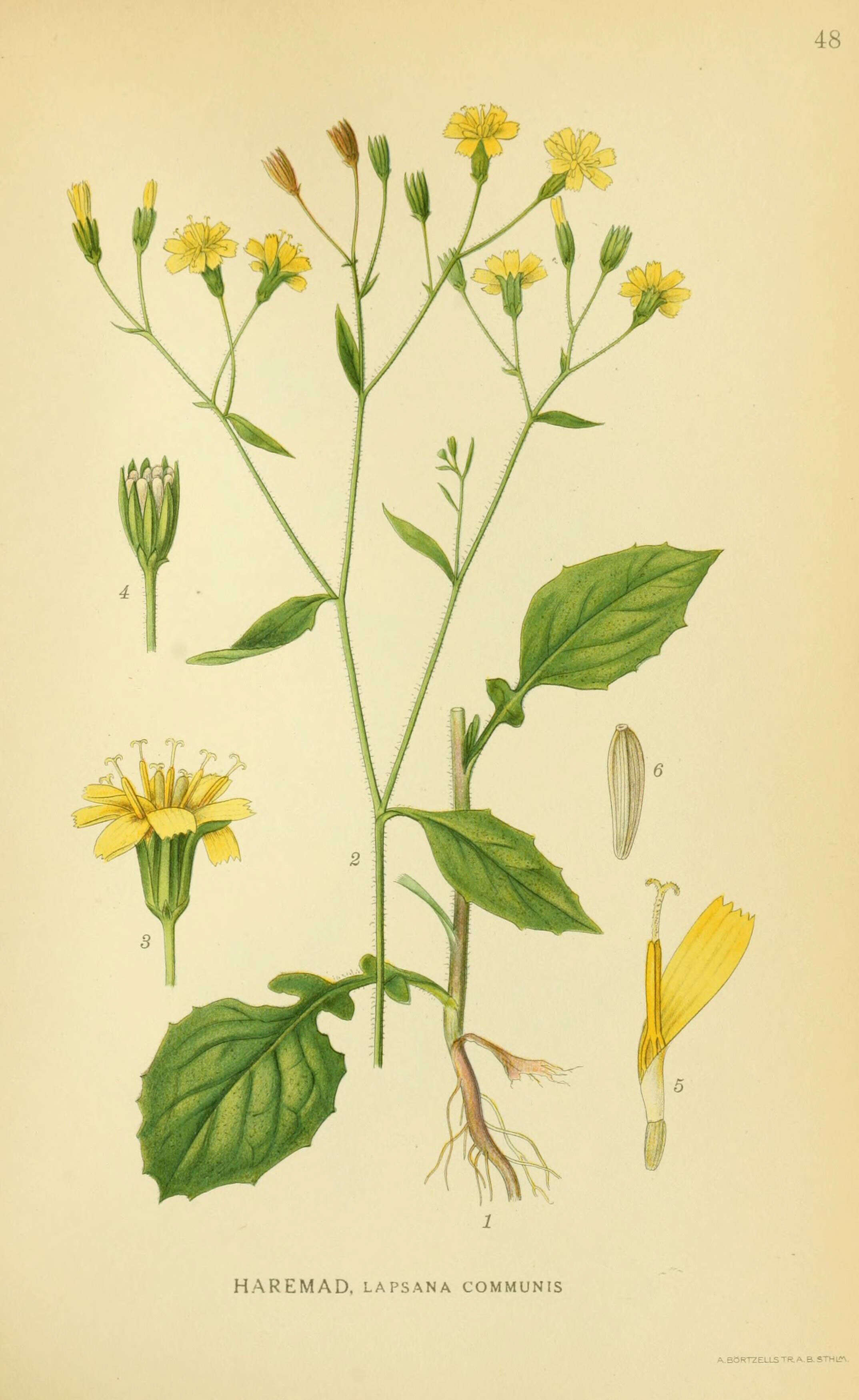 Image of nipplewort