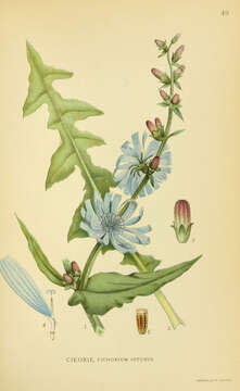 Image of chicory