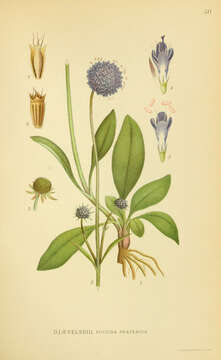 Image of Devil’s Bit Scabious