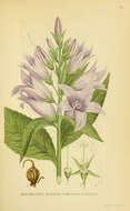 Image of giant bellflower