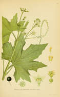 Image of white bryony