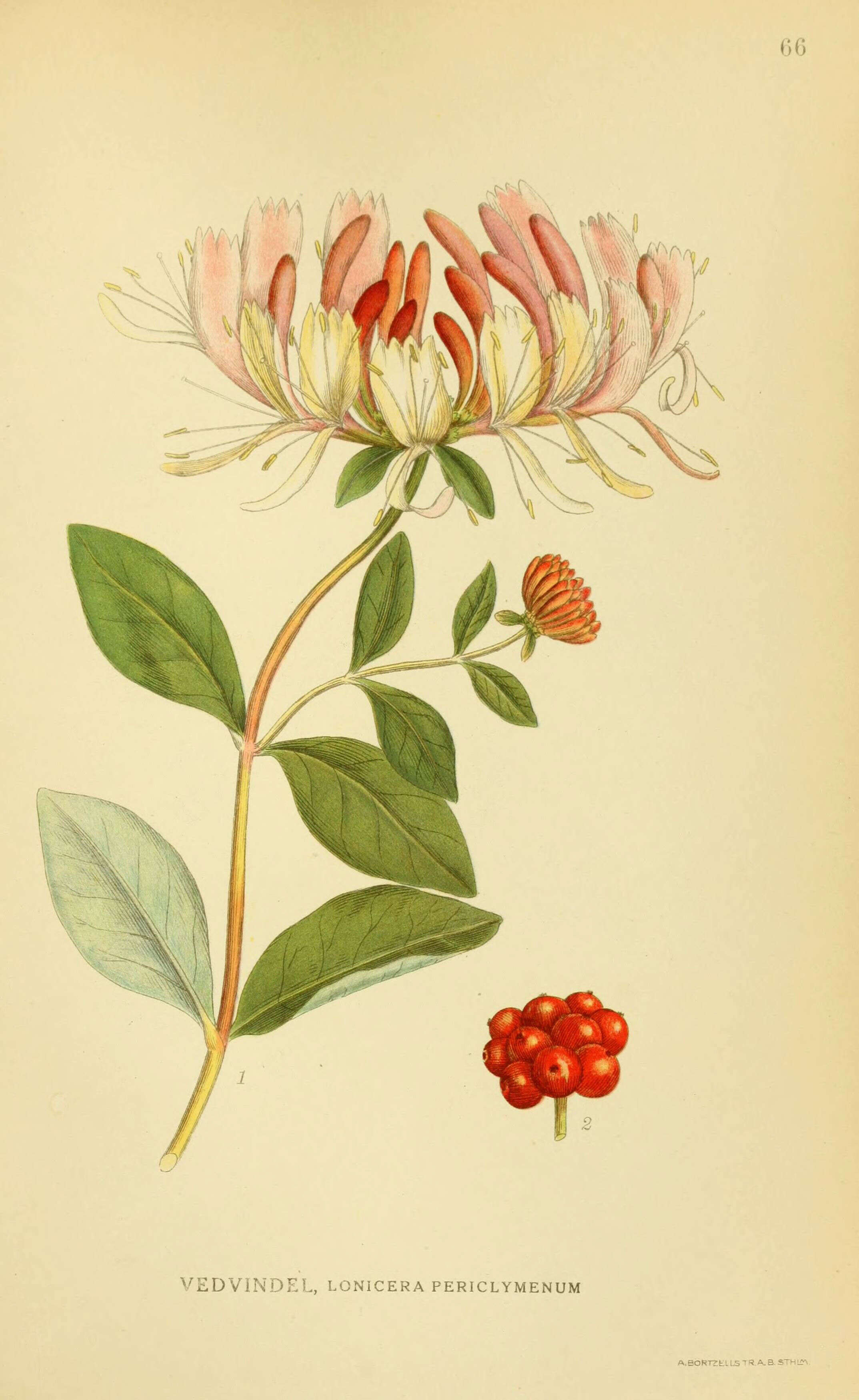 Image of European honeysuckle