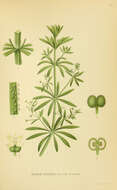 Image of Goosegrass