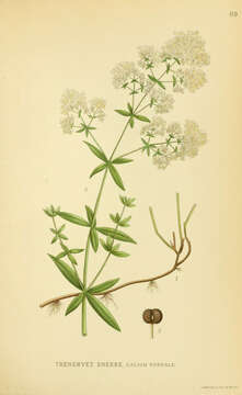 Plancia ëd Galium boreale L.