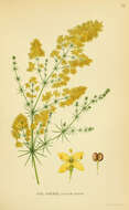 Image of Lady's Bedstraw